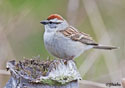 Spizella passerina